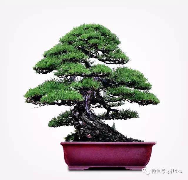 黑松盆景的上盆与修剪方法