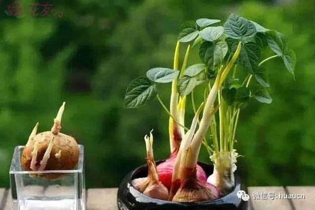 图解洋葱盆景的制作过程