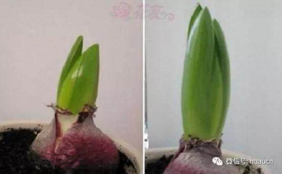 图解 洋葱盆景发芽后的制作过程