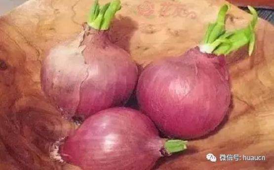 图解 洋葱盆景发芽后的制作过程