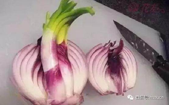 图解 洋葱盆景发芽后的制作过程