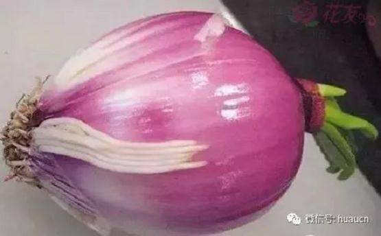 图解 洋葱盆景发芽后的制作过程