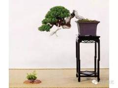 深度解读盆景艺术的残缺美