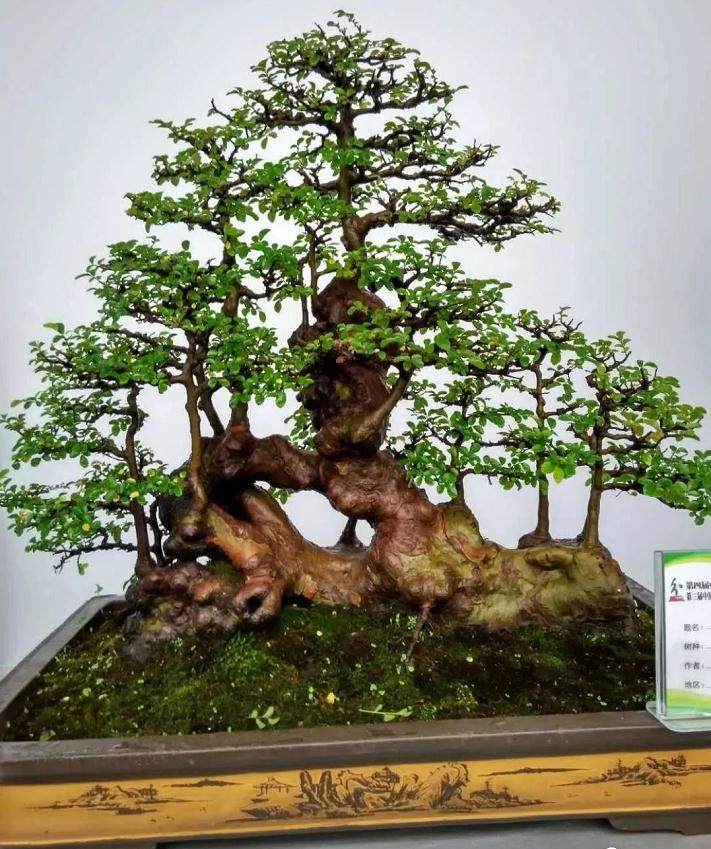 庚辛金生态园承办的迎国庆贾汪区第四届盆景展