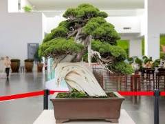 云岗园林博物馆将举办盆景艺术展