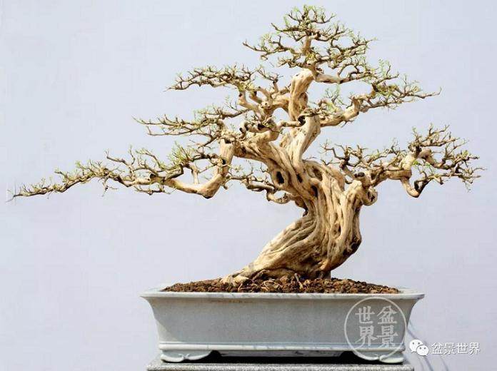 2018年南方绿化苗木博览会暨国际盆景协会