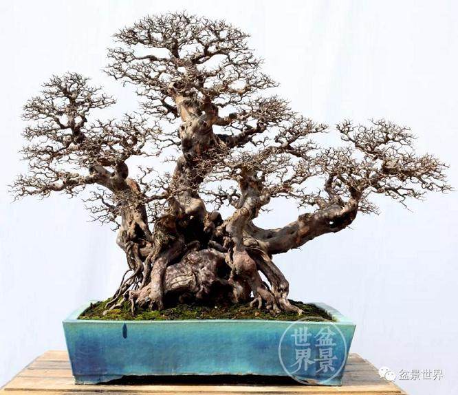 2018年南方绿化苗木博览会暨国际盆景协会