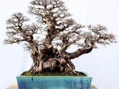 2018年 揭开国际盆景协会中国会员展神秘面纱