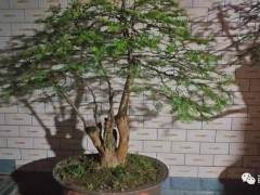 多图网友家的十多年以上老树盆景