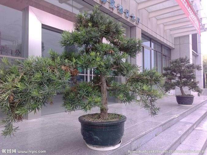 网上销售苗木盆景 农民玩转电子商务