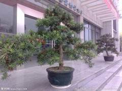 网上销售苗木盆景 农民玩转电子商务