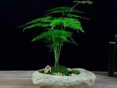 要文竹盆景养的好 还是需要搭配一些石头和苔藓