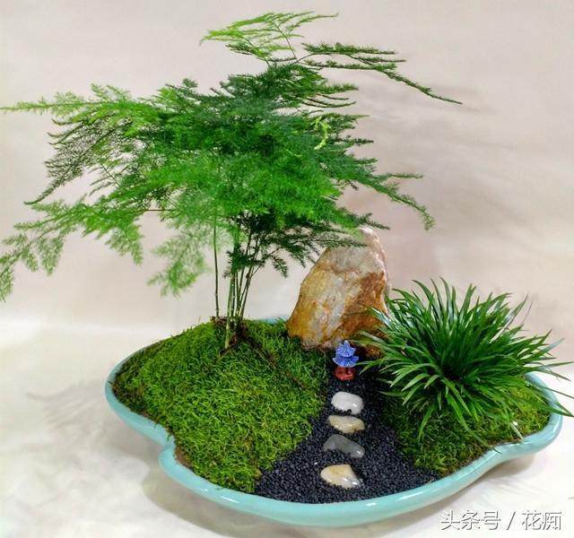 图解 制作文竹盆景的3个步骤