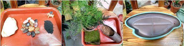 图解 制作文竹盆景的3个步骤