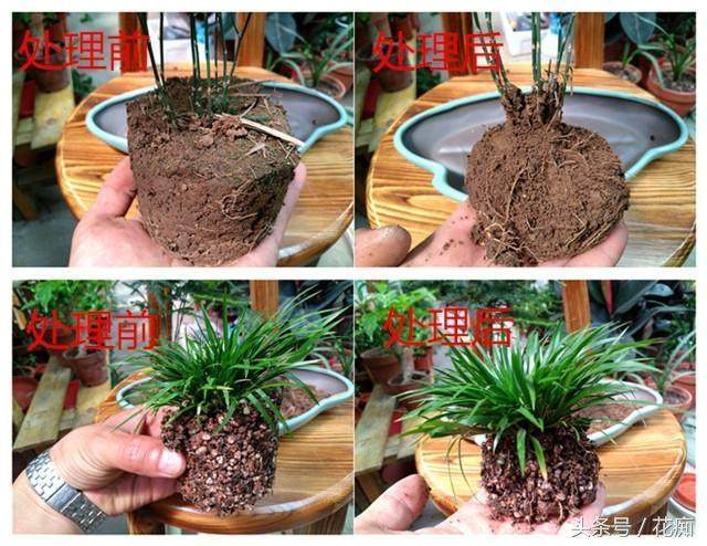 图解 制作文竹盆景的3个步骤