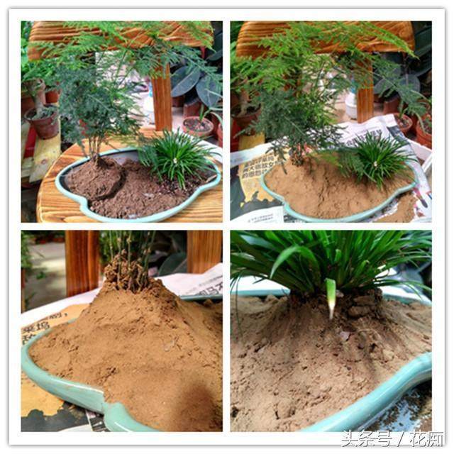 图解 制作文竹盆景的3个步骤
