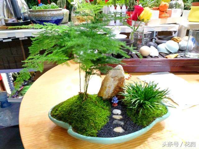 制作文竹盆景的3个步骤