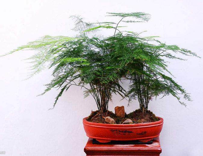 文竹盆景的浇水光照与施肥方法