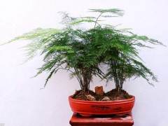 文竹盆景的浇水光照与施肥方法