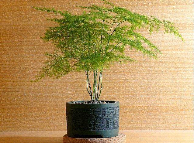 文竹盆景怎么选盆的3个方法 图片