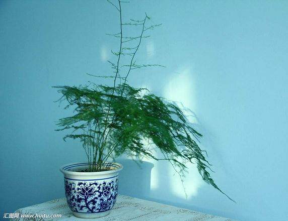 文竹盆景浇水过多 容易烂根黄叶