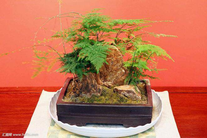 文竹盆景应于室内越冬 冬季室温应保持10C左右为好