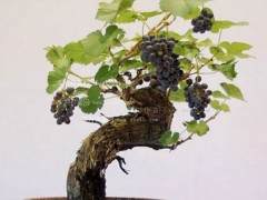 葡萄做盆景一盆一百元　招远果农做活盆景文章