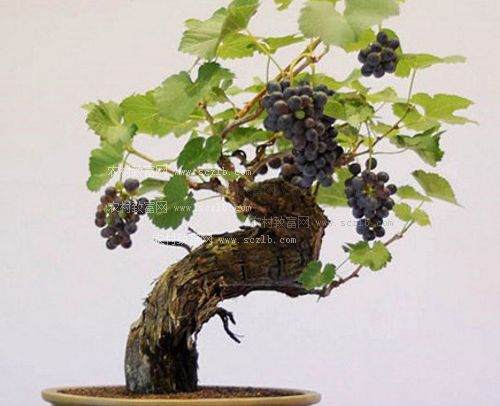 葡萄做盆景一盆一百元　招远果农做活盆景文章