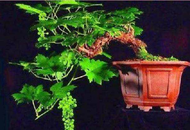 葡萄盆景怎么栽培的5个技术