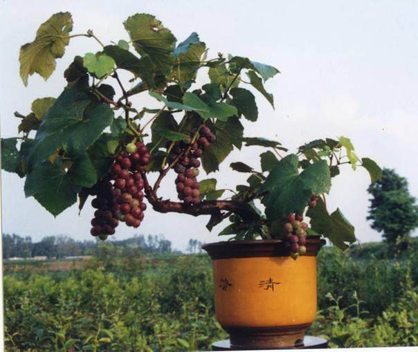 《经济日报》:青岛平度 葡萄盆景效益高