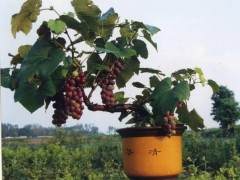 《经济日报》青岛平度 葡萄盆景效益高