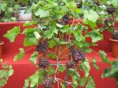 葡萄做成盆景卖效益一下翻了番