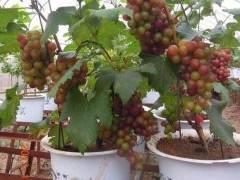 尝试种植葡萄盆景掘得第一桶金