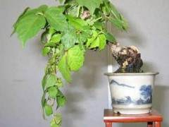 北京盆景葡萄1000元一盆 图片