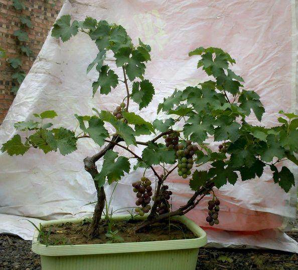 值得开发的葡萄盆景