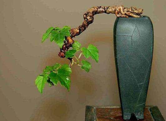 葡萄盆景的的整形修剪与施肥浇水