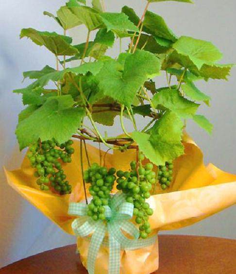 葡萄盆景日常怎么种?