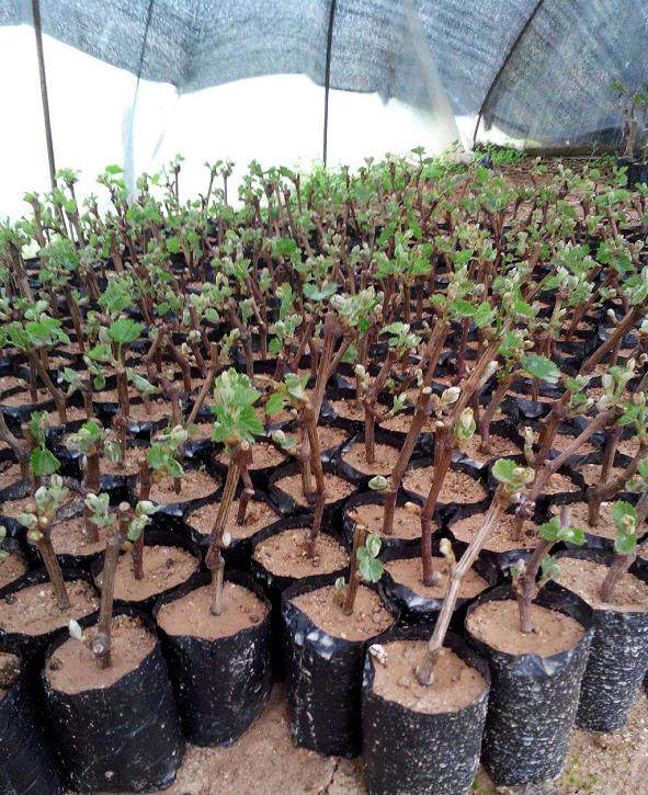 如何给盆景葡萄越冬与修剪?