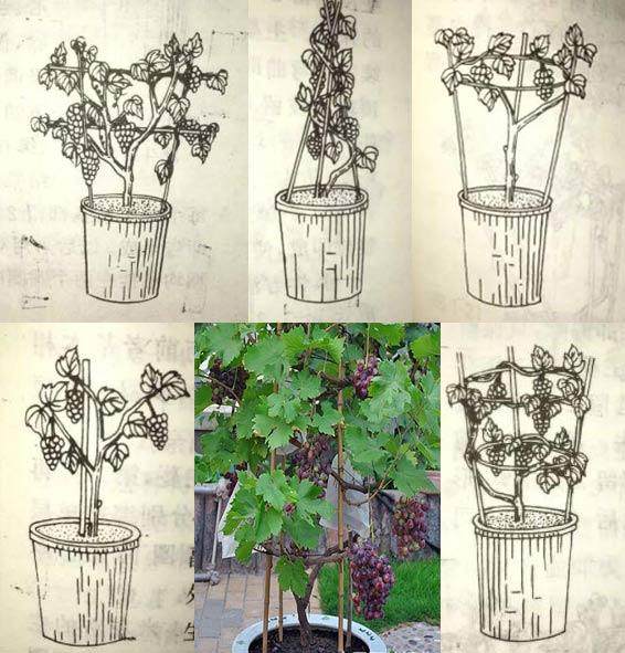 整理了一些盆景葡萄架的样图 供花友参考