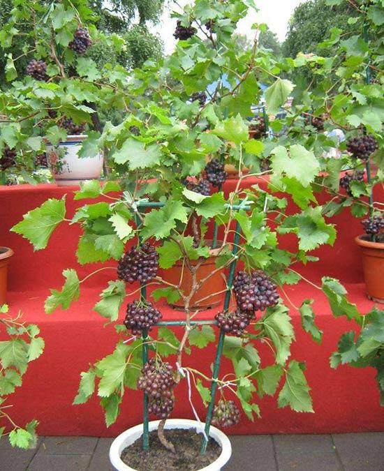 整理了一些盆景葡萄架的样图 供花友参考