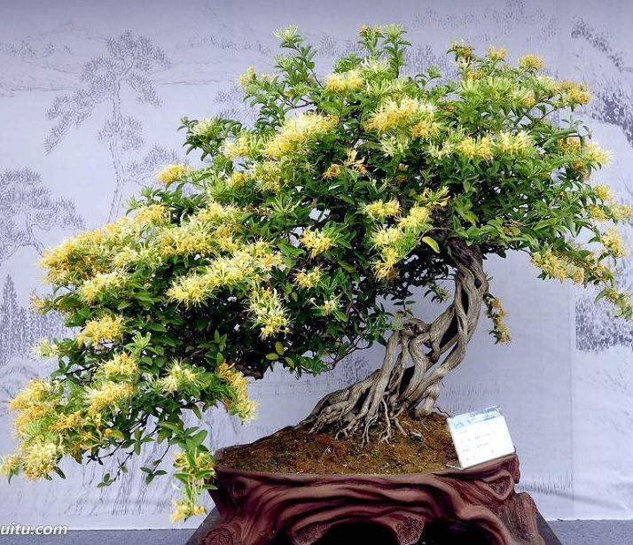 金银花盆景的最好修剪时间