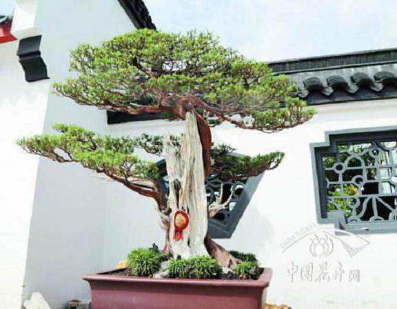 如皋盆景协会会长陈志祥制作的雀舌罗汉松盆景获得金奖
