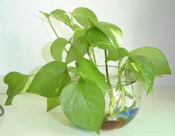 水培花卉培育3一15天可生根 20一45天可繁殖一代