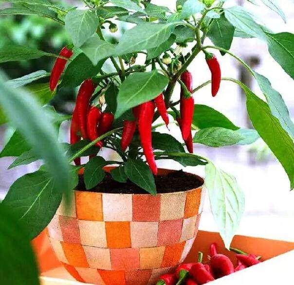 辣椒盆景贵如花,一年卖出3万盆【图】