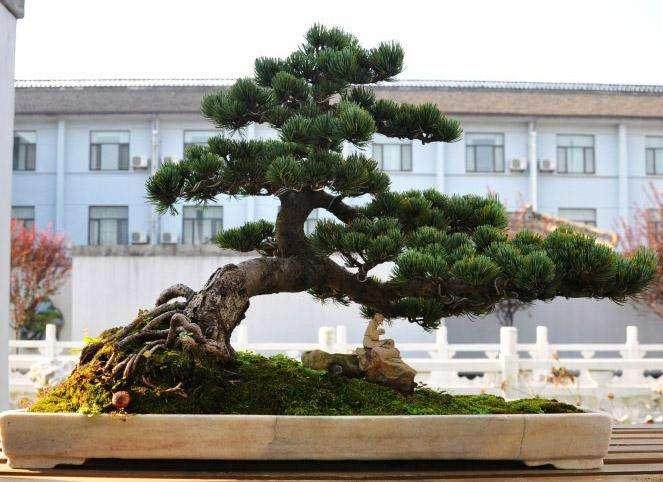 松树盆景的花盆与土壤选择