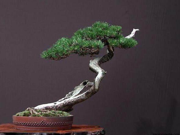 松树盆景的浇水施肥与换盆