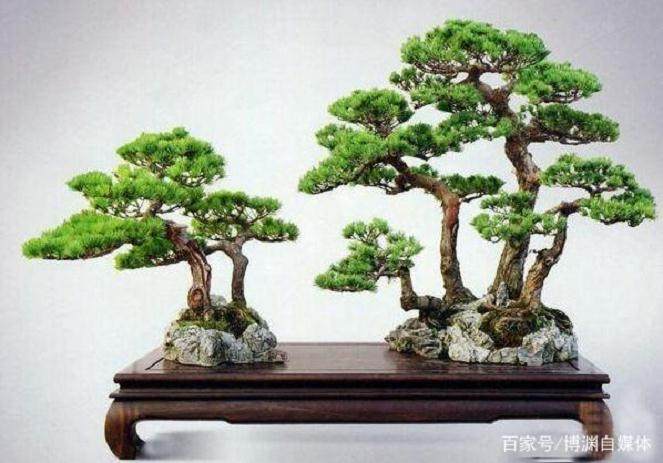 这8种松树很适合制作成松树盆景