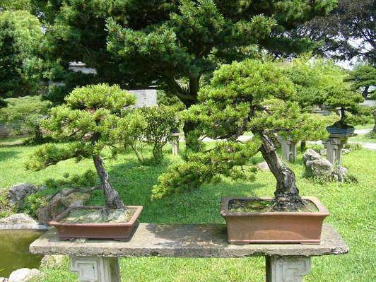 修剪松树盆景的最好时间是每年10月至次年2月