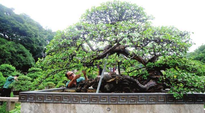 雀梅王是苏州盆景人多年的心血之杰作