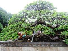 雀梅王是苏州盆景人多年的心血之杰作